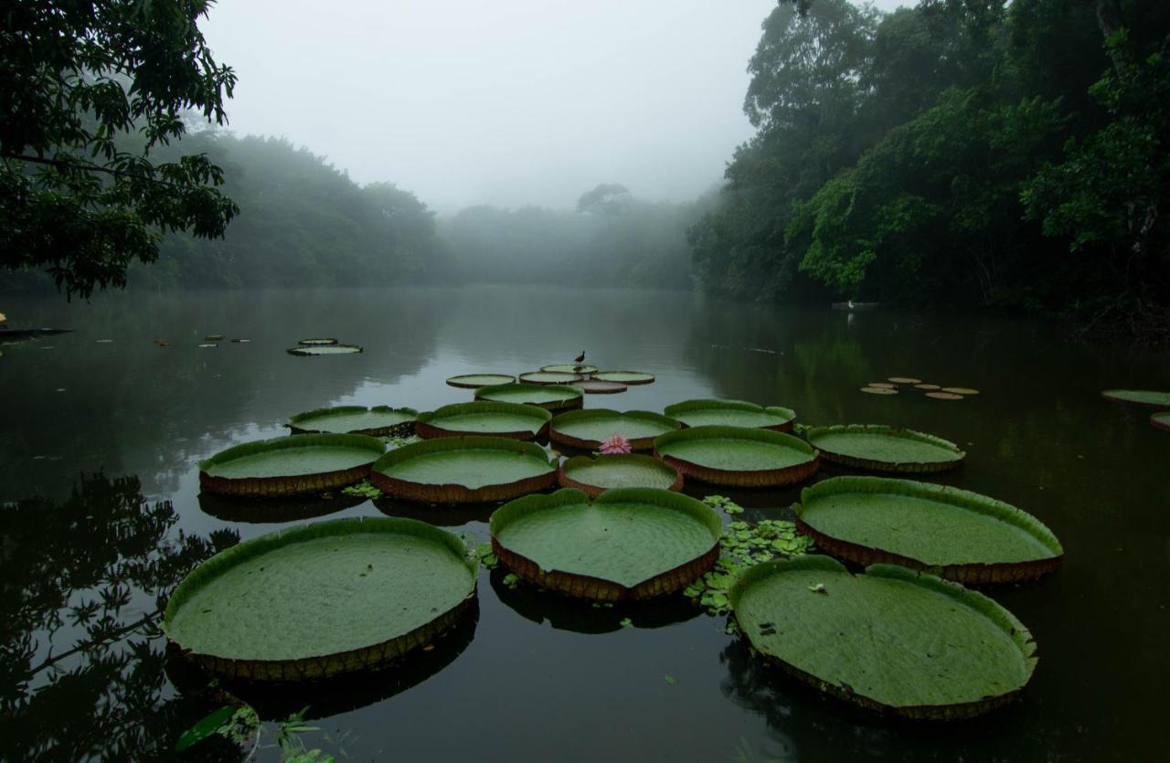 Los Chocuacos. Guácimo Buitenkant foto