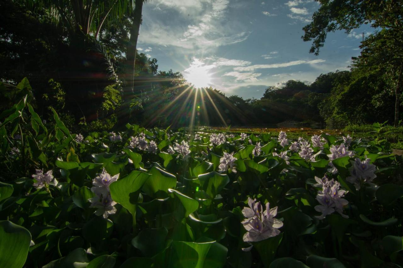 Los Chocuacos. Guácimo Buitenkant foto
