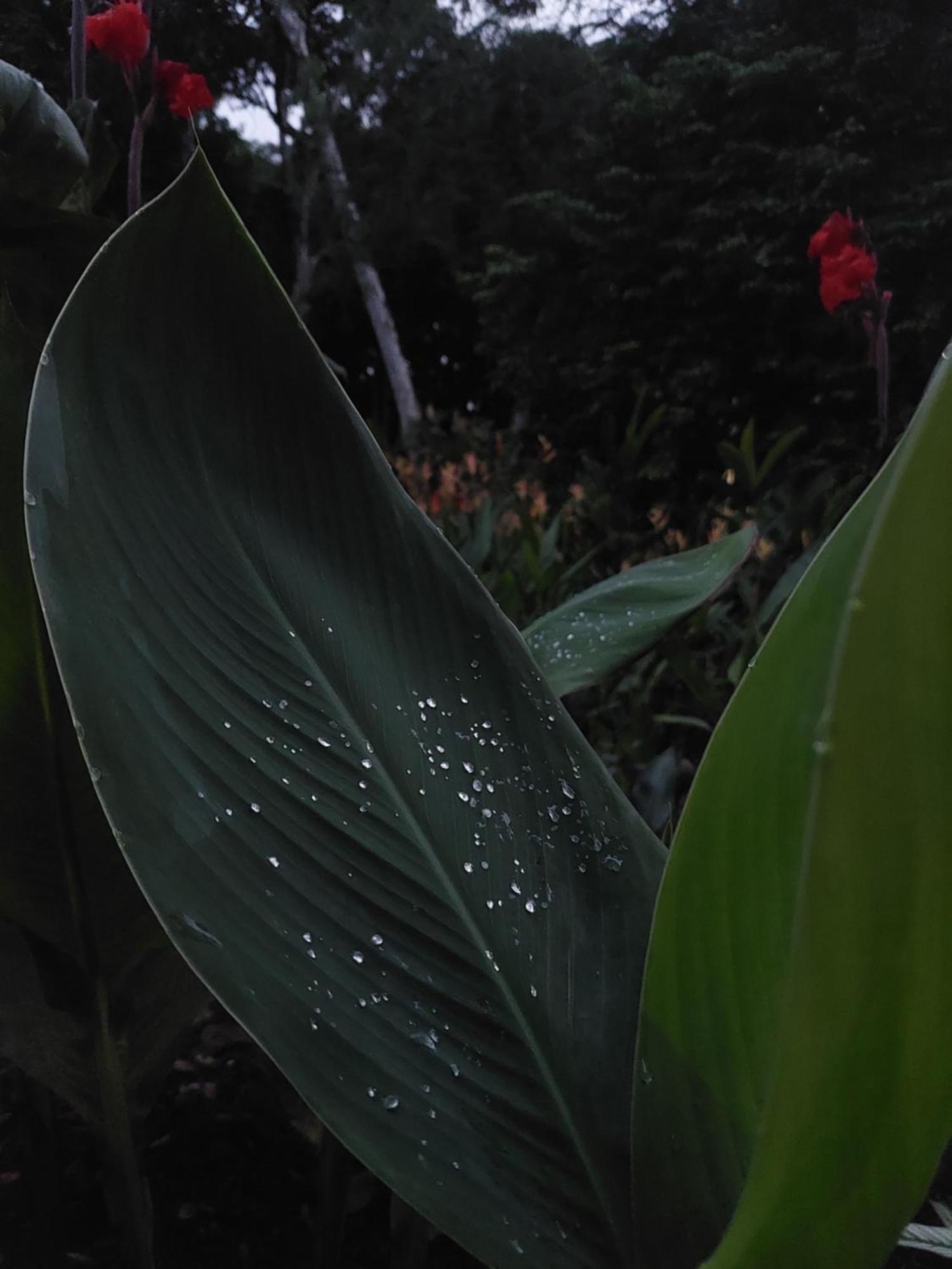 Los Chocuacos. Guácimo Buitenkant foto